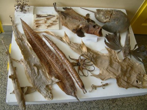 Výstava výrobků - 6.3.2004