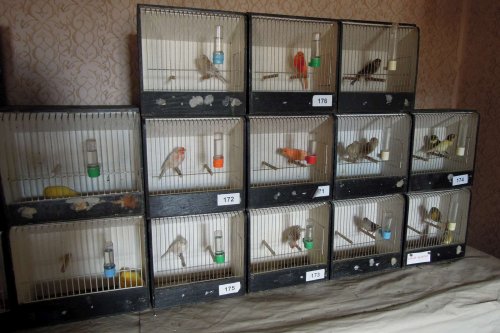 Výstava chovatelů - Propagační přehlídka exotů - 15.9.2012