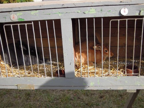 Výstava chovatelů - Propagační přehlídka exotů - 15.9.2012