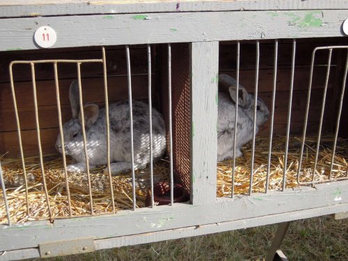 Výstava chovatelů - Propagační přehlídka exotů - 15.9.2012