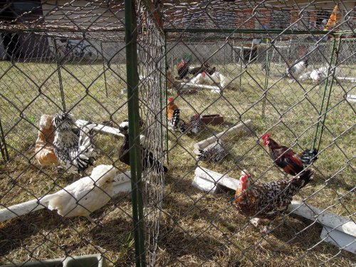 Výstava chovatelů - Propagační přehlídka exotů - 15.9.2012