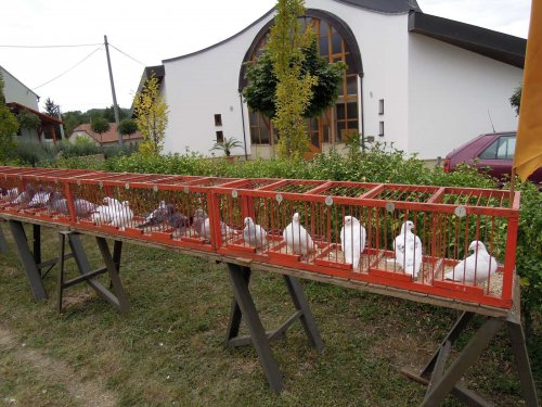 Výstava chovatelů - Propagační přehlídka exotů - 15.9.2012