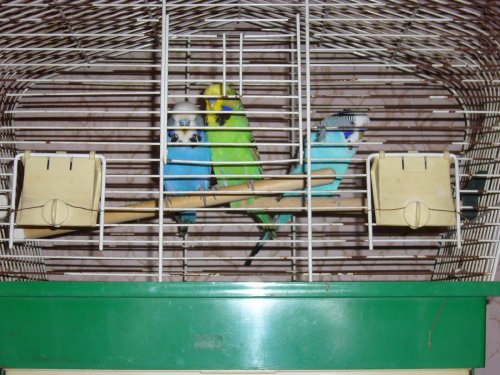 Výstava chovatelů - Propagační přehlídka exotů - 15.9.2012