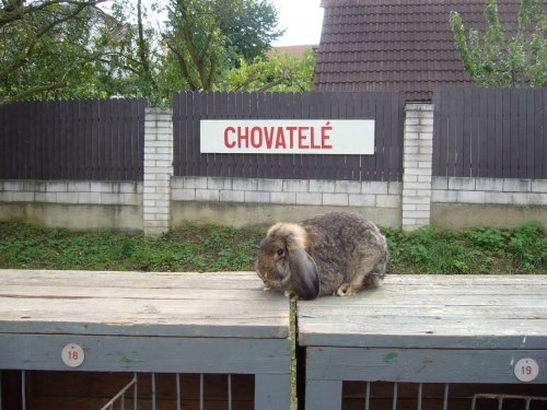 Výstava chovatelů - Propagační přehlídka exotů - 15.9.2012