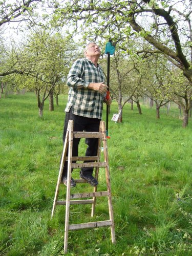 Jarní ošetřování stromů a výsadba nových ve školní zahradě - 6.4.2014