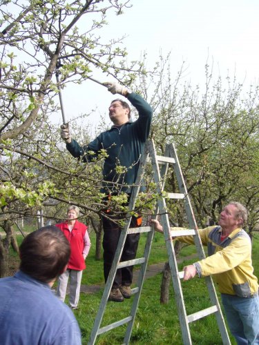 Jarní ošetřování stromů a výsadba nových ve školní zahradě - 6.4.2014