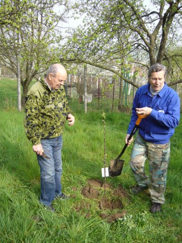 Jarní ošetřování stromů a výsadba nových ve školní zahradě - 6.4.2014