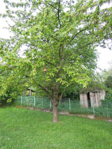 Nové budky pro ptáky - 22.4.2014