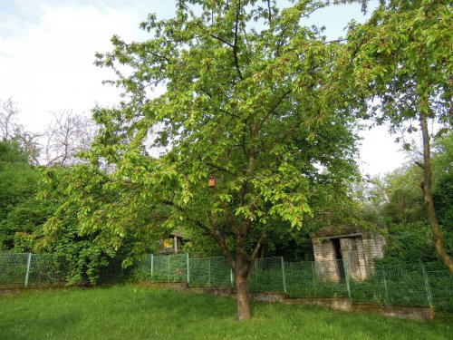 Nové budky pro ptáky - 22.4.2014