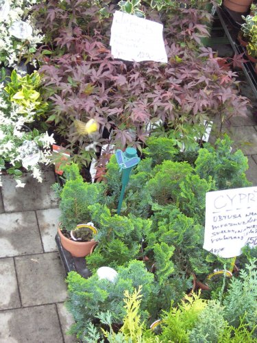 Zájezd Zahrádkářů na květinovou výstavu Floria Kroměříž - 10.5.2014