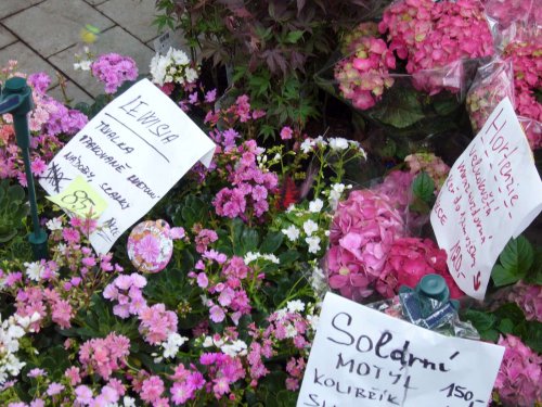 Zájezd Zahrádkářů na květinovou výstavu Floria Kroměříž - 10.5.2014