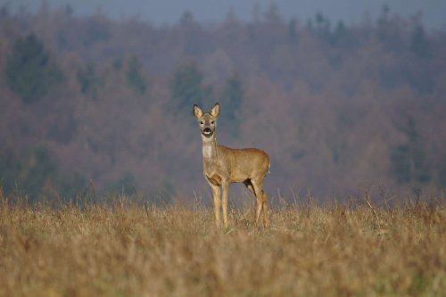 Prohlídka pastevního areálu Josefa Fiksela - 31.5.2014
