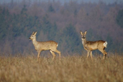 Prohlídka pastevního areálu Josefa Fiksela - 31.5.2014