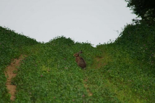 Prohlídka pastevního areálu Josefa Fiksela - 31.5.2014