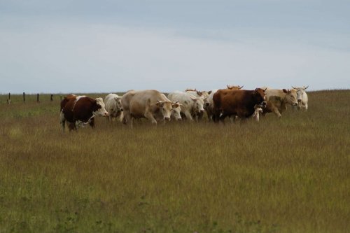 Prohlídka pastevního areálu Josefa Fiksela - 31.5.2014