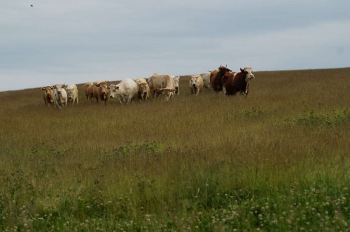 Prohlídka pastevního areálu Josefa Fiksela - 31.5.2014