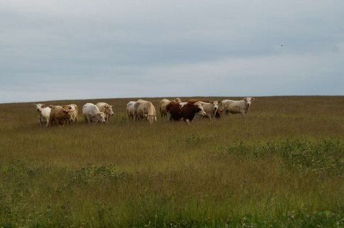 Prohlídka pastevního areálu Josefa Fiksela - 31.5.2014