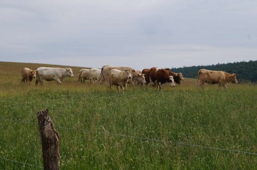 Prohlídka pastevního areálu Josefa Fiksela - 31.5.2014
