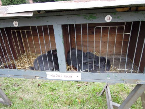 Výstava chovatelů - 20.9.2014