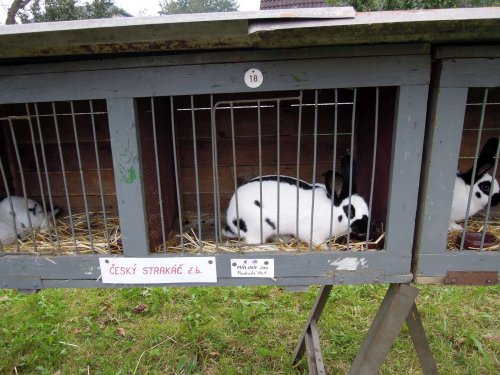 Výstava chovatelů - 20.9.2014