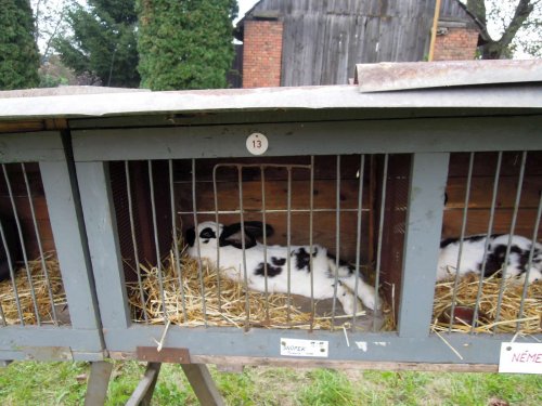 Výstava chovatelů - 20.9.2014