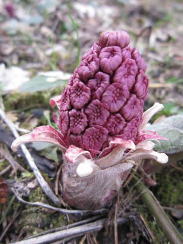 Sokolská procházka okolo Pulčínských skal - 11.4.2015