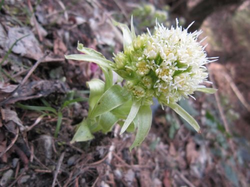 Sokolská procházka okolo Pulčínských skal - 11.4.2015