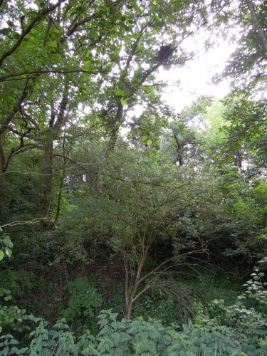 Výstavba mokřadů v Podolí - 24.6.2015