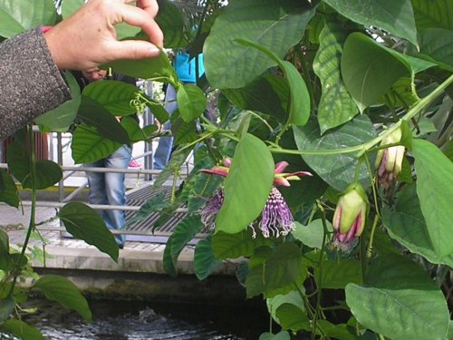 Zájezd zahrádkářů na Floru Olomouc - 3.10.2015