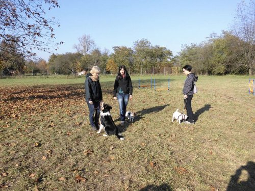 Cvičení pejsků - 1.11.2015