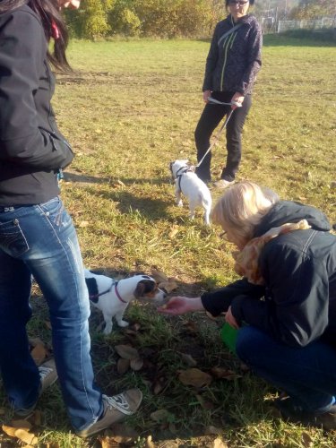 Cvičení pejsků - 1.11.2015