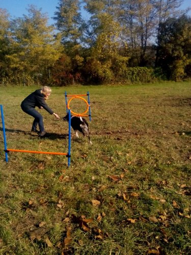 Cvičení pejsků - 1.11.2015