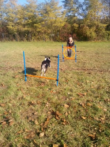 Cvičení pejsků - 1.11.2015