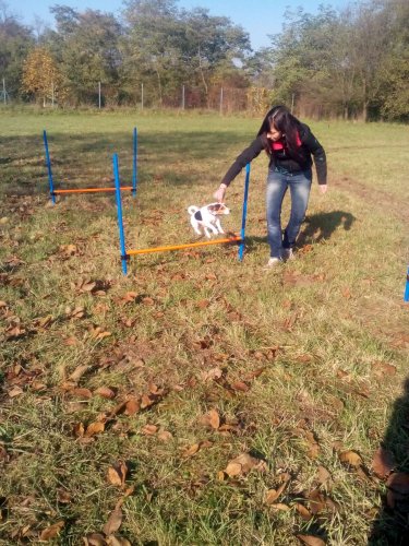 Cvičení pejsků - 1.11.2015