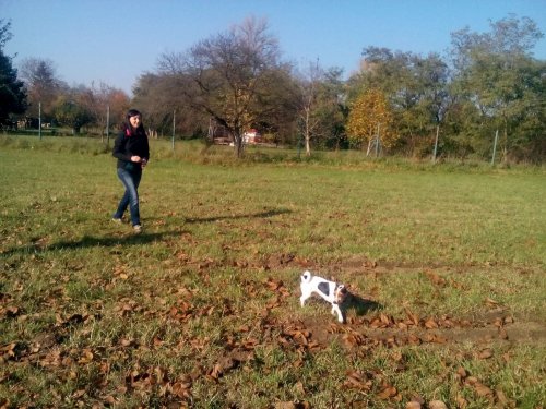 Cvičení pejsků - 1.11.2015