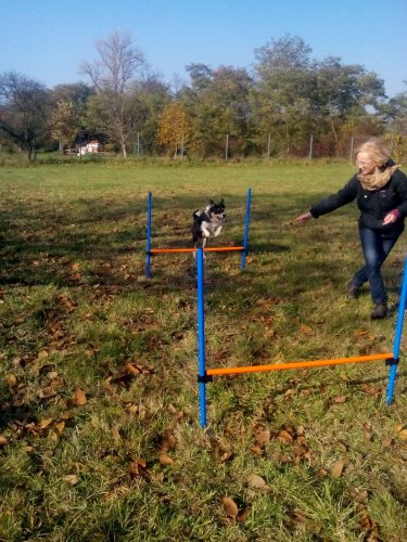 Cvičení pejsků - 1.11.2015