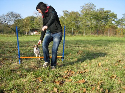 Cvičení pejsků - 1.11.2015