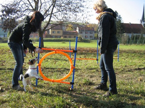 Cvičení pejsků - 1.11.2015