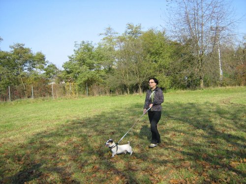 Cvičení pejsků - 1.11.2015