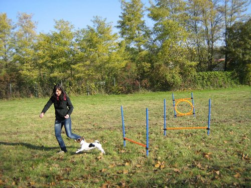 Cvičení pejsků - 1.11.2015