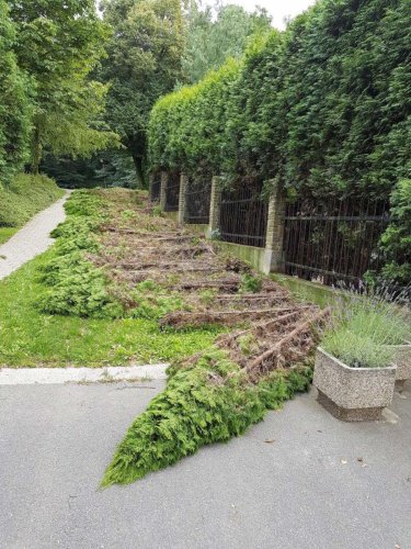 Tůje pokácené vandalem - 25.7.2016