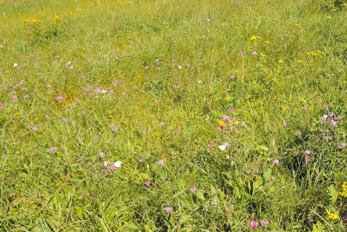 Veselý Hluboček - 4.9.2016