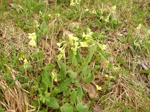 Vycházka na lačnovské paseky - 9.4.2017