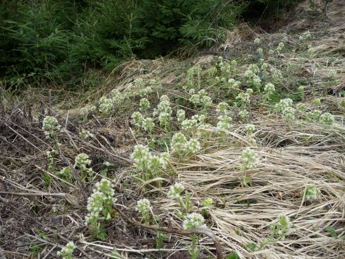 Vycházka na lačnovské paseky - 9.4.2017