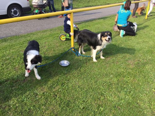 Sokolský sportovní den - 28.9.2017