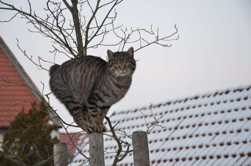 Mikulášský jarmark - 2.12.2017