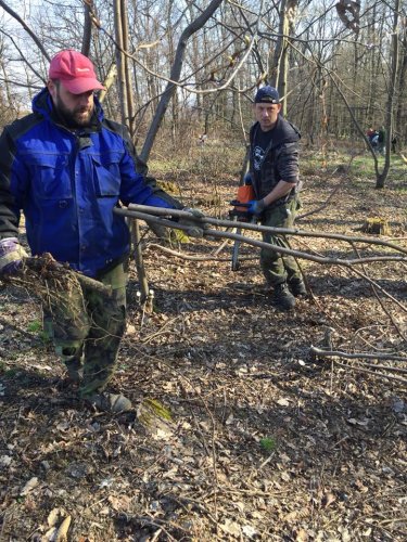 Výsadba dubů - 7.4.2018