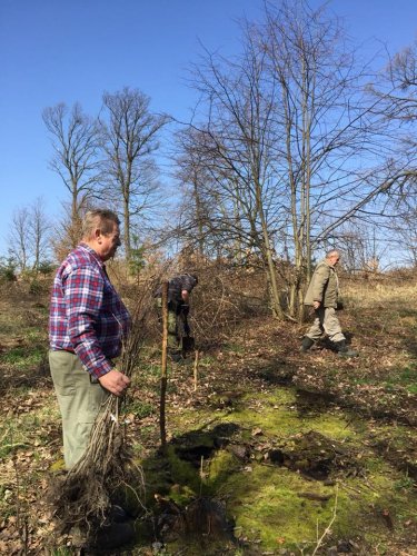 Výsadba dubů - 7.4.2018