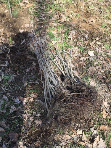 Výsadba dubů - 7.4.2018