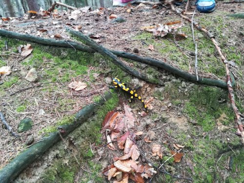 Výlet Sokolů za tajemstvím Starého Světlova - 6.4.2019